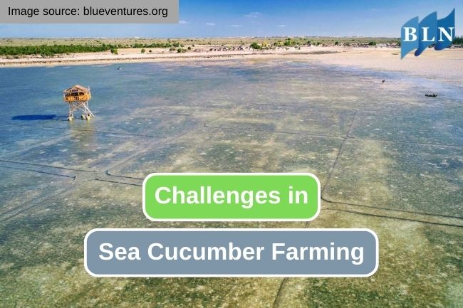 6 Challenges in Sea Cucumber Farming Business